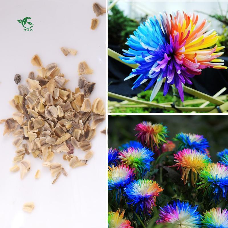 [Mới] - Hạt giống hoa cúc cầu vồng  giá rẻ