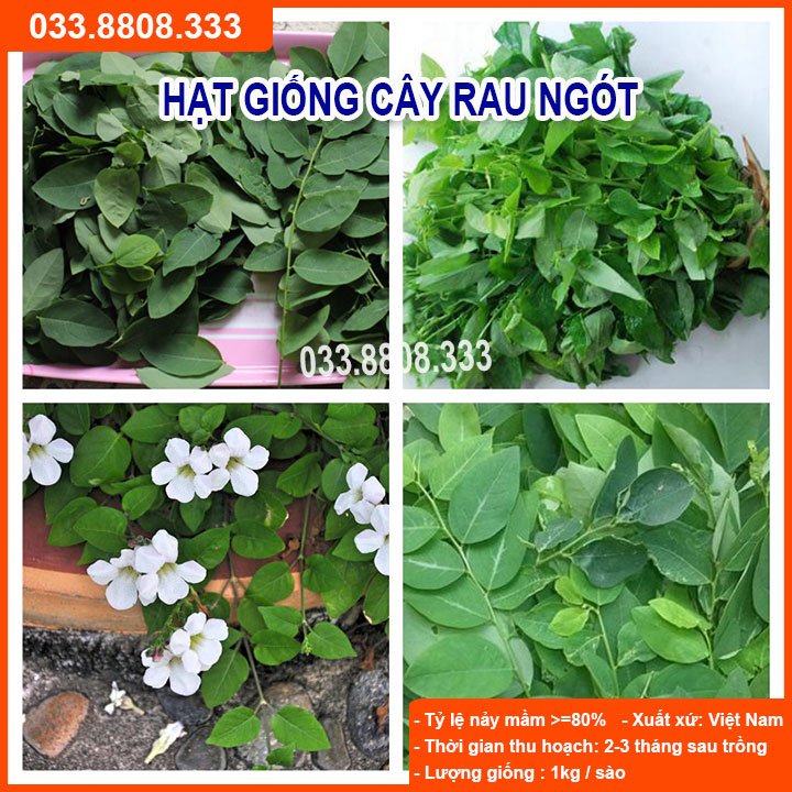 Hạt giống rau ngót - rau nhiều dinh dưỡng