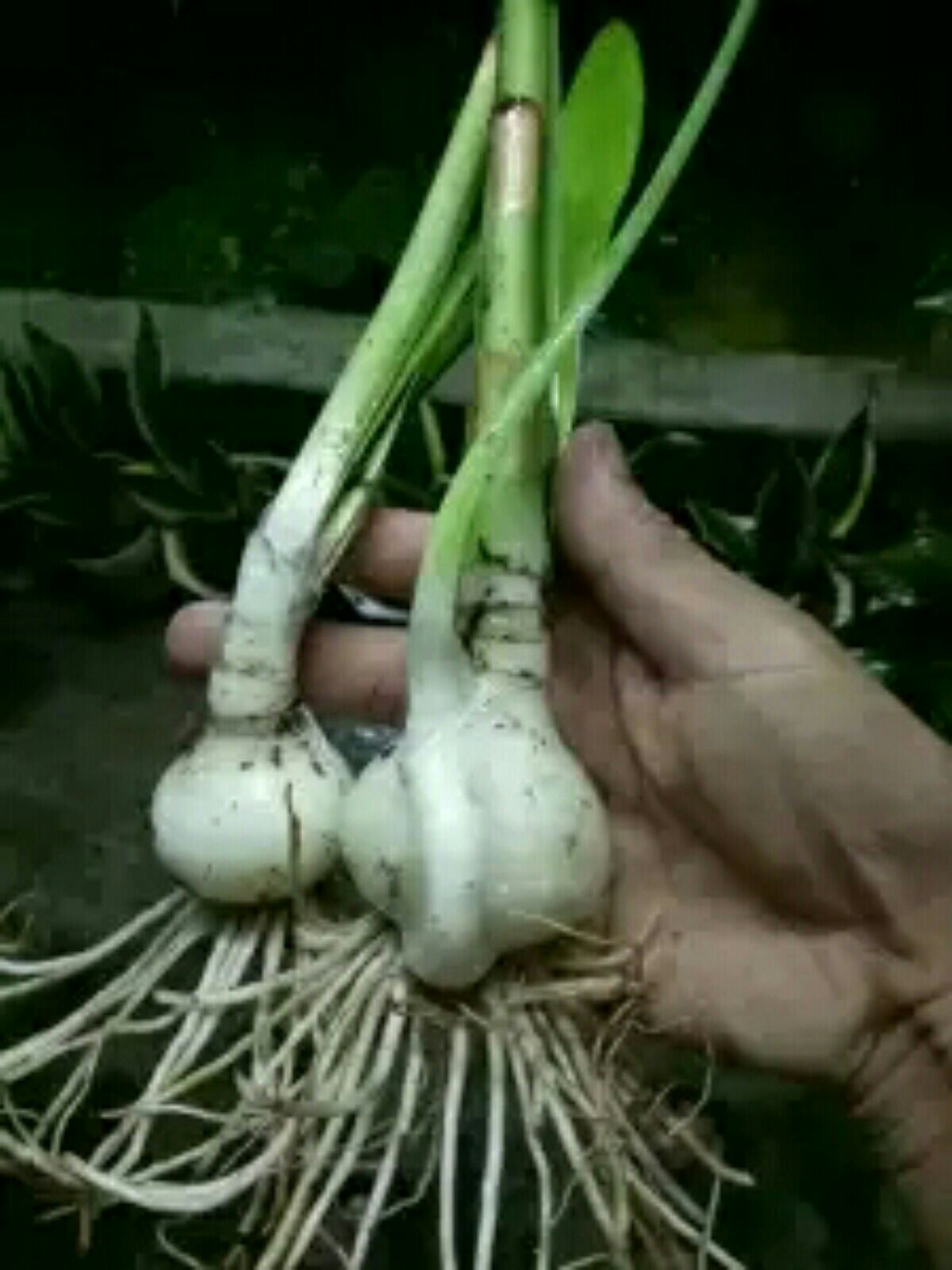 Cây huệ lan cam .10cây