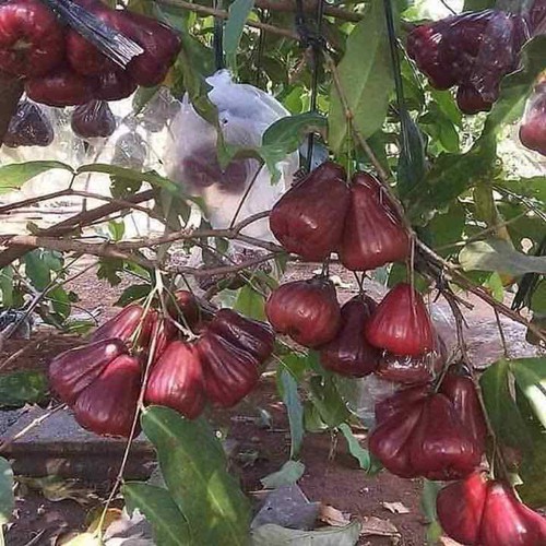 CÂY GIỐNG ROI ĐỎ THÁI LAN SIÊU NGON