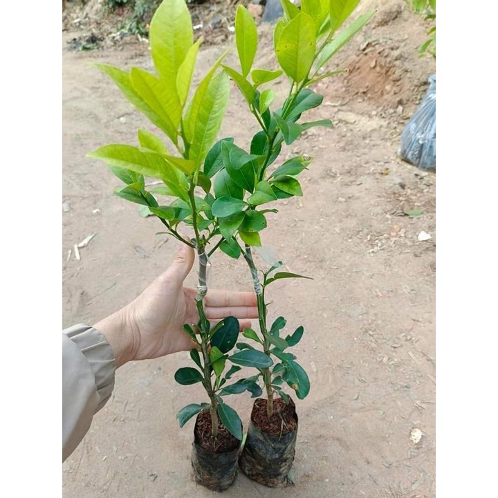 Cây chanh tứ quý giống