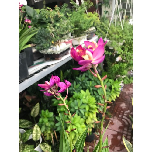 Cây Địa Lan Hoa Tím - Cây cảnh trang trí