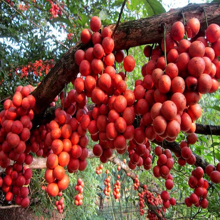 CÂY GIỐNG DÂU DA ĐẤT SIÊU QUẢ SIÊU NĂNG SUẤT