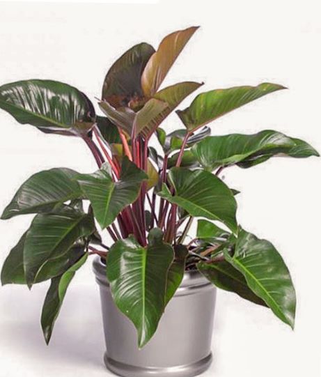 Trầu Bà Đế Vương - cây cảnh trong nhà