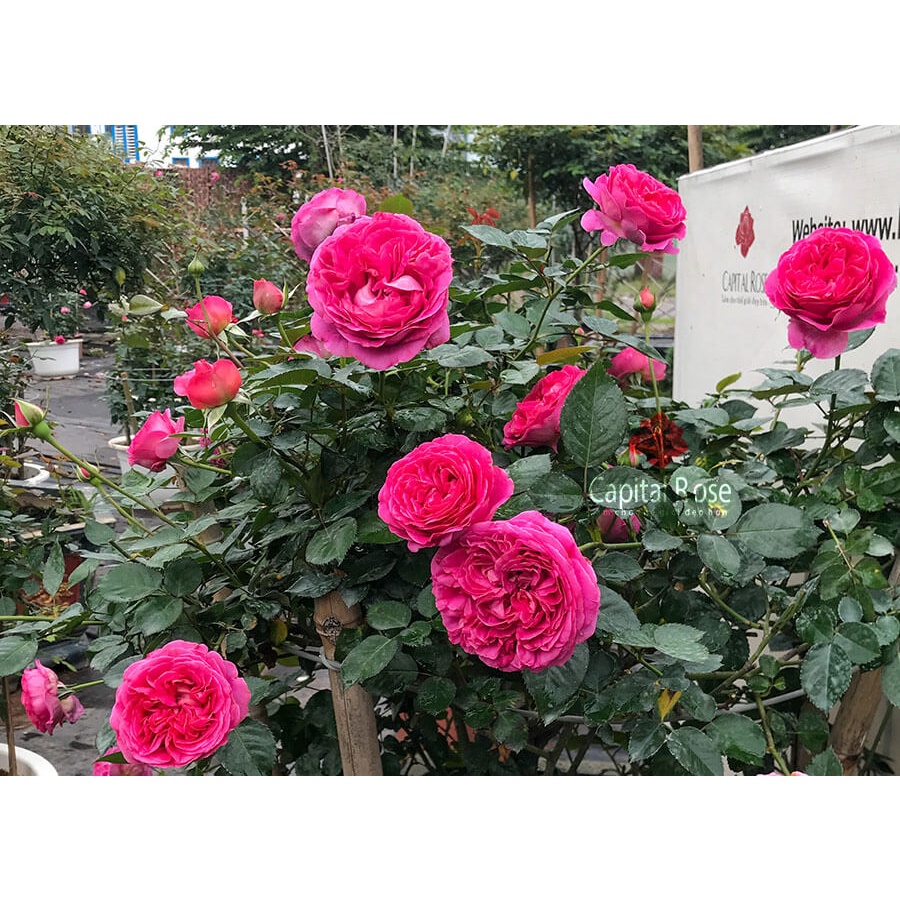 CÒN HÀNG Cây hoa hồng Lafont trưởng thành đang nụ và hoa cao 60-70cm