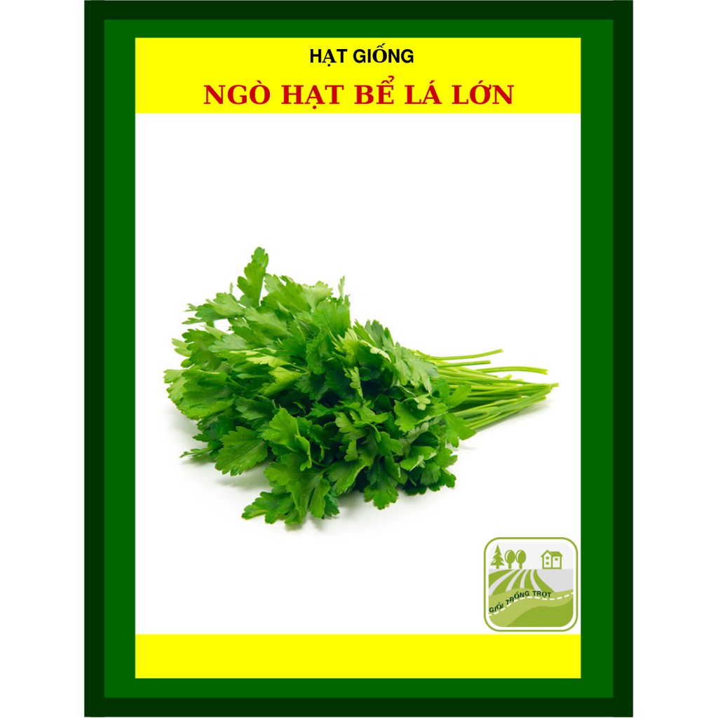 20G - Hạt Giống Ngò Rí Bạc Liêu