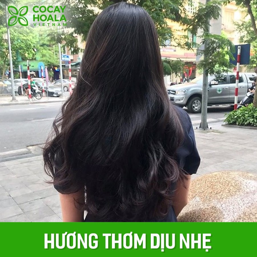 Dầu gội Hà Thủ Ô giúp tóc bạc thành tóc đen trở lại