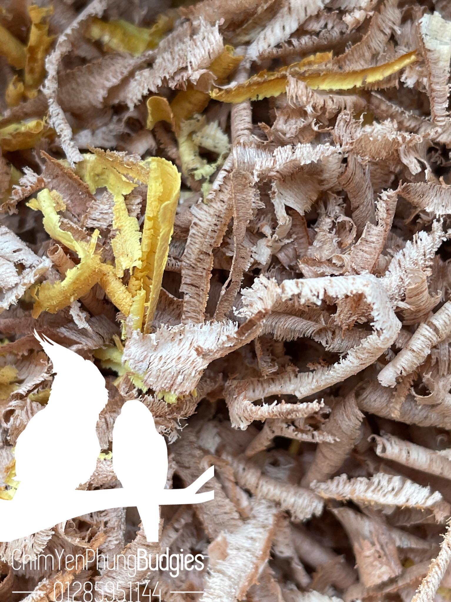 1KG DĂM BÀO THÔ LÓT TỔ CHIM (xơ bào)