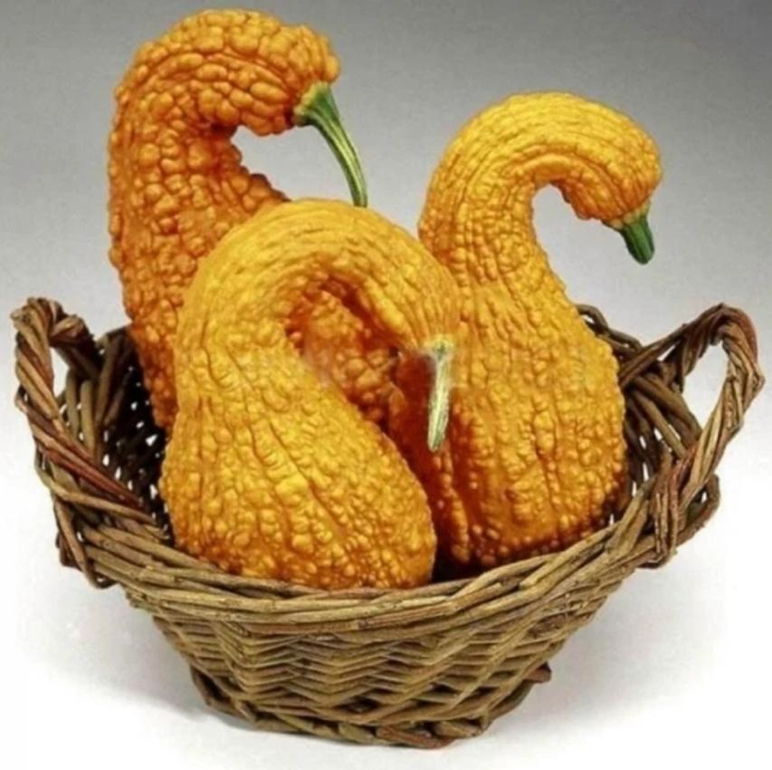 7 Hạt giống Bí thiên nga - Giống sai quả
