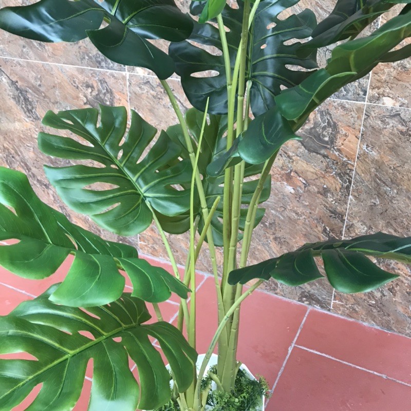 Cây Lá Xẻ , Cây Lá Rùa 130Cm 3 Nhánh