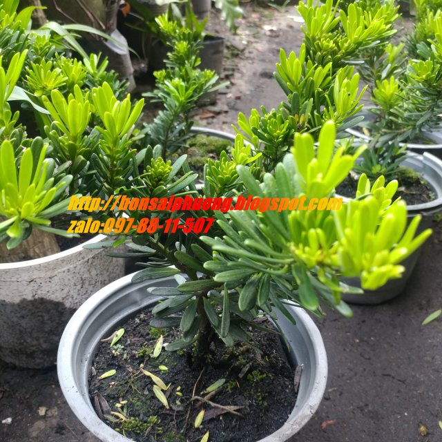 tùng kim cương 27-30cm