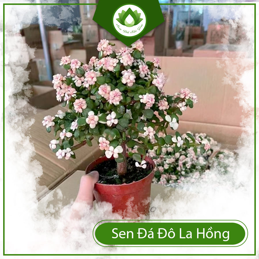 Sen đá đô la hồng - Cây đã thuần khí hậu nóng 1 đổi 1 khi nhận hàng cây bị hỏng - Sen Đá Sài Gòn