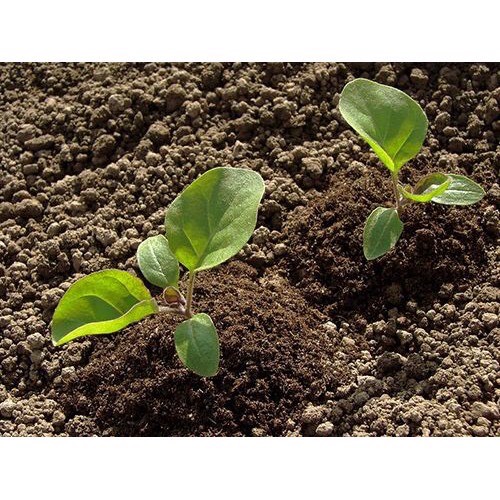 0.5gr HẠT GIỐNG CÀ TÍM CAO SẢN- SIÊU TRÁI