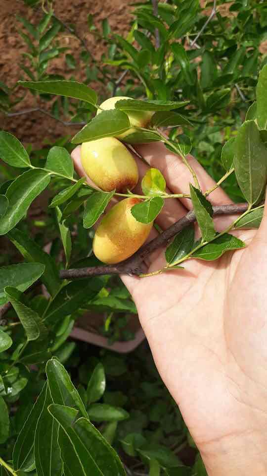 Cây giống hồng táo tiger tooth