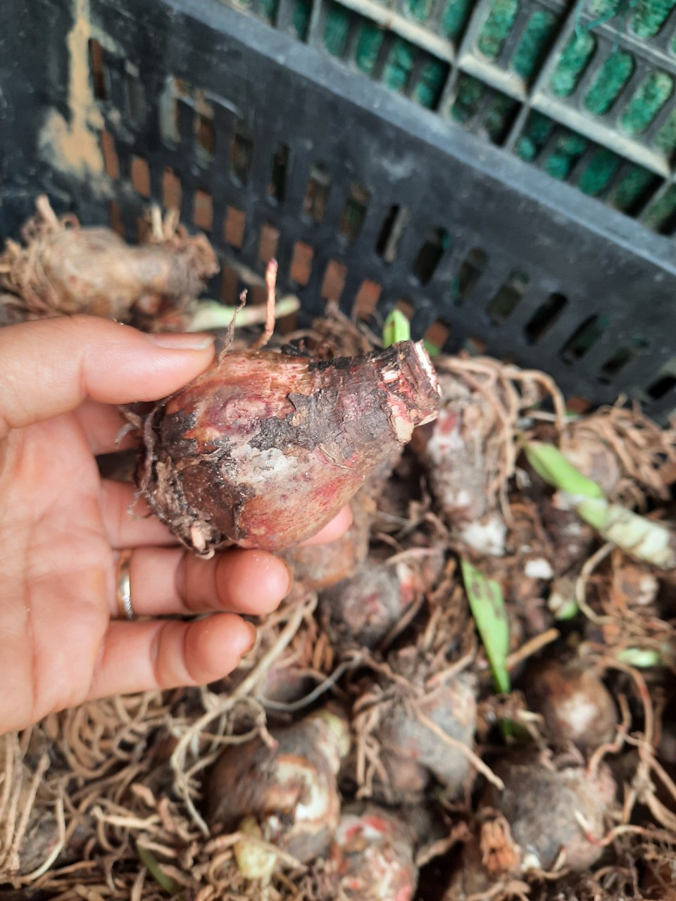 5 củ lan huệ kép đủ màu