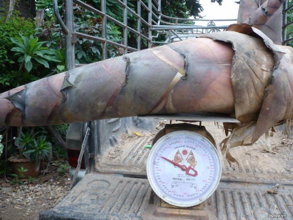 Cây giống tre Thái Lan khổng lồ