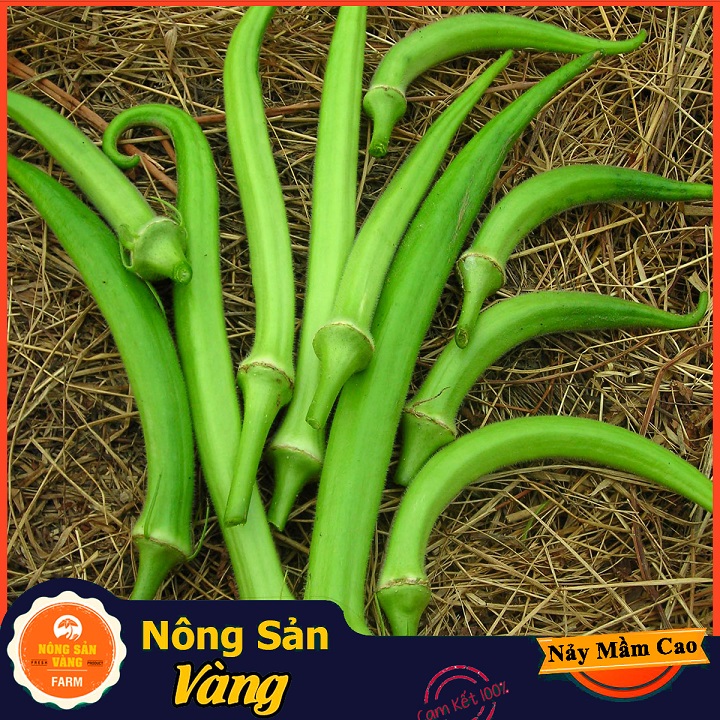 Chinese cabbage seed West (okra) good for bone joints and digestive system (package 20 grams)-shallow gold
