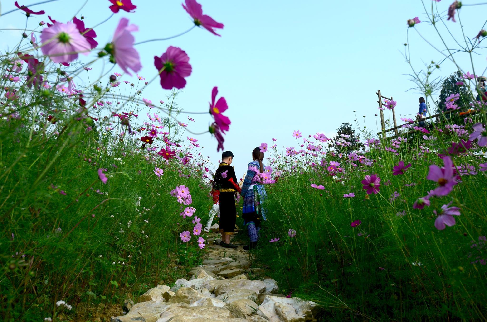 Hạt giống hoa Sao Nhái (100 hạt)