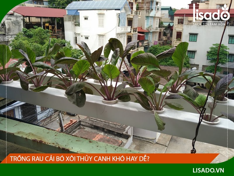 Hạt Giống Rau Cải Ngồng