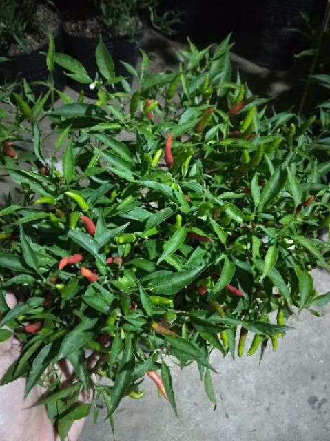 Cây Ớt xanh ( hiểm) đang trái