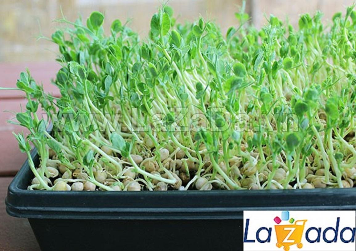 50Gr Hạt Giống Rau Mầm Đậu Hà Lan (A3.402| Y25*W21*M030)