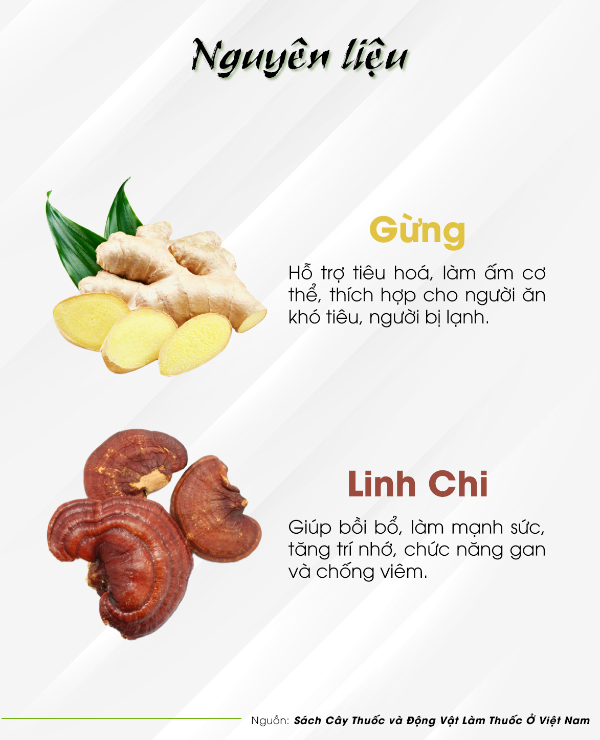 TRÀ GỪNG TÚI LỌC -  Trà Hùng Phát