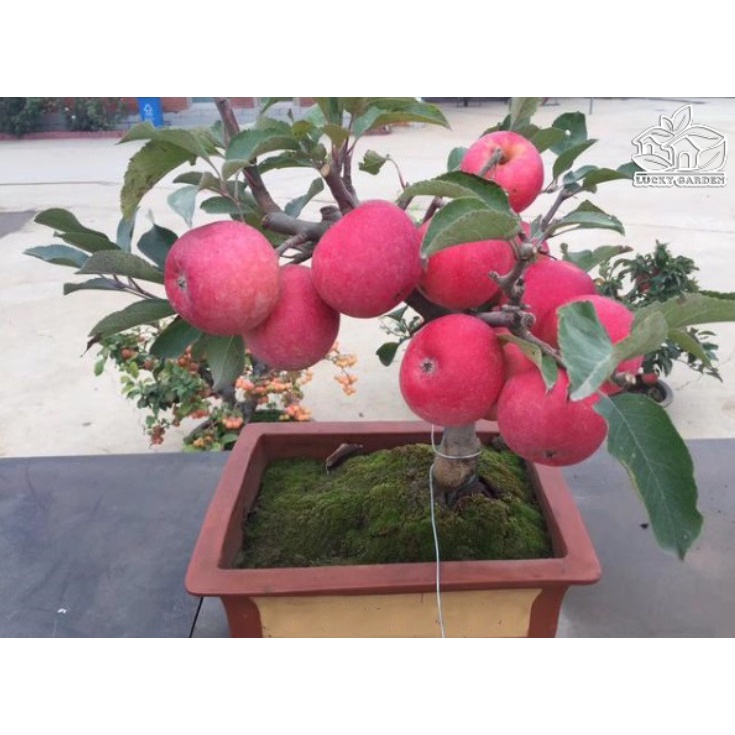 Cây giống táo lùn sớm cho trái (cây khỏe đẹp, bao đổi trả)