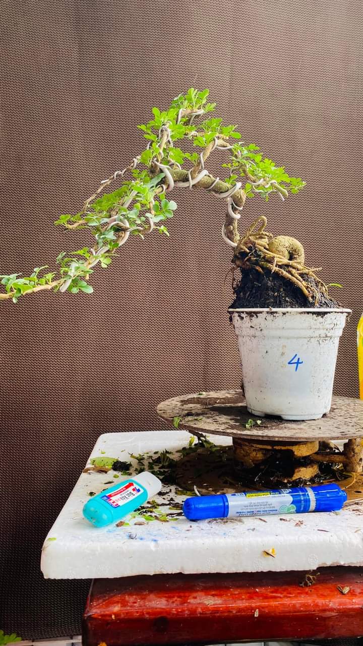 CÂY CẦN THĂNG BONSAI ĐỂ BÀN