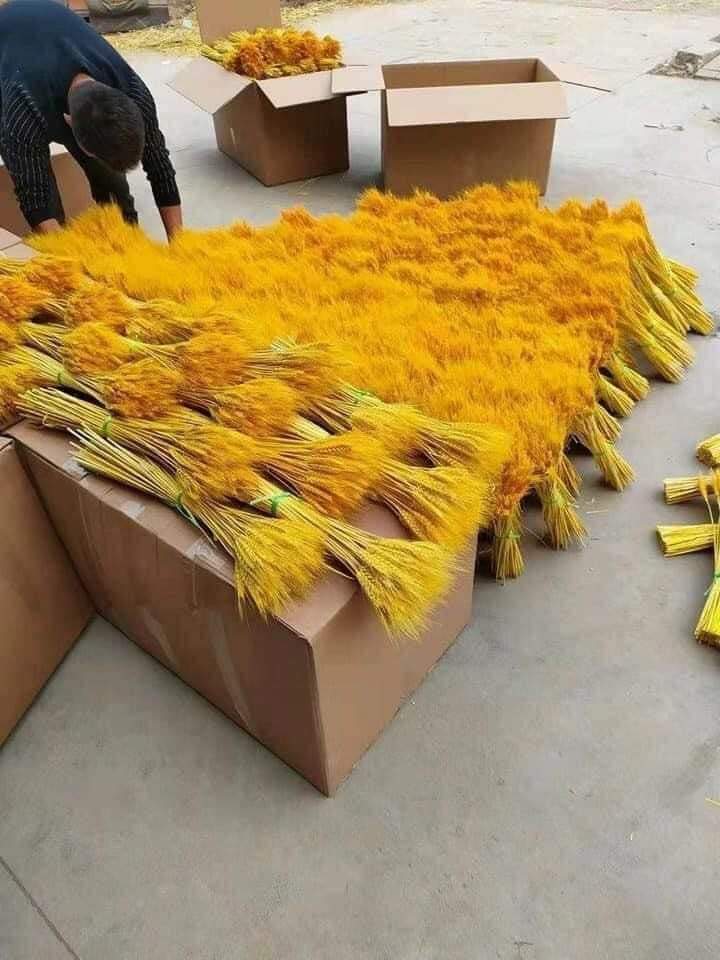 [Bó 100 Bông]Bông Lúa Mạch Vàng Khô Decor Trang Trí Set 100 Bông
