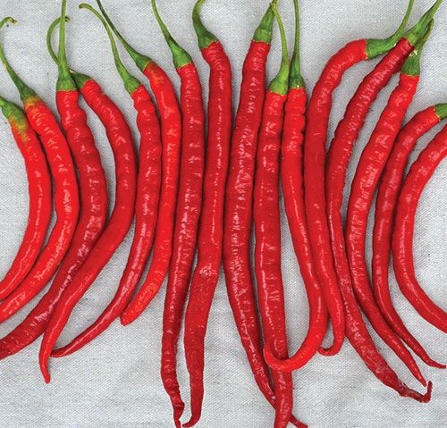 Hạt giống ớt siêu dài