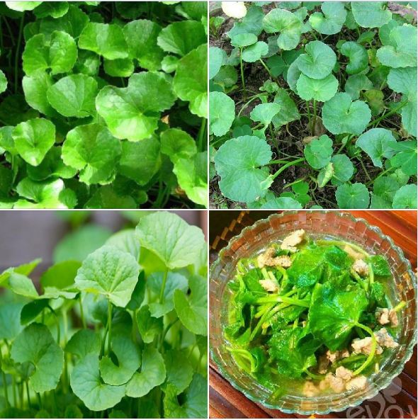 Hạt giống rau má Việt Nam - 2gram ( 3500 hạt)