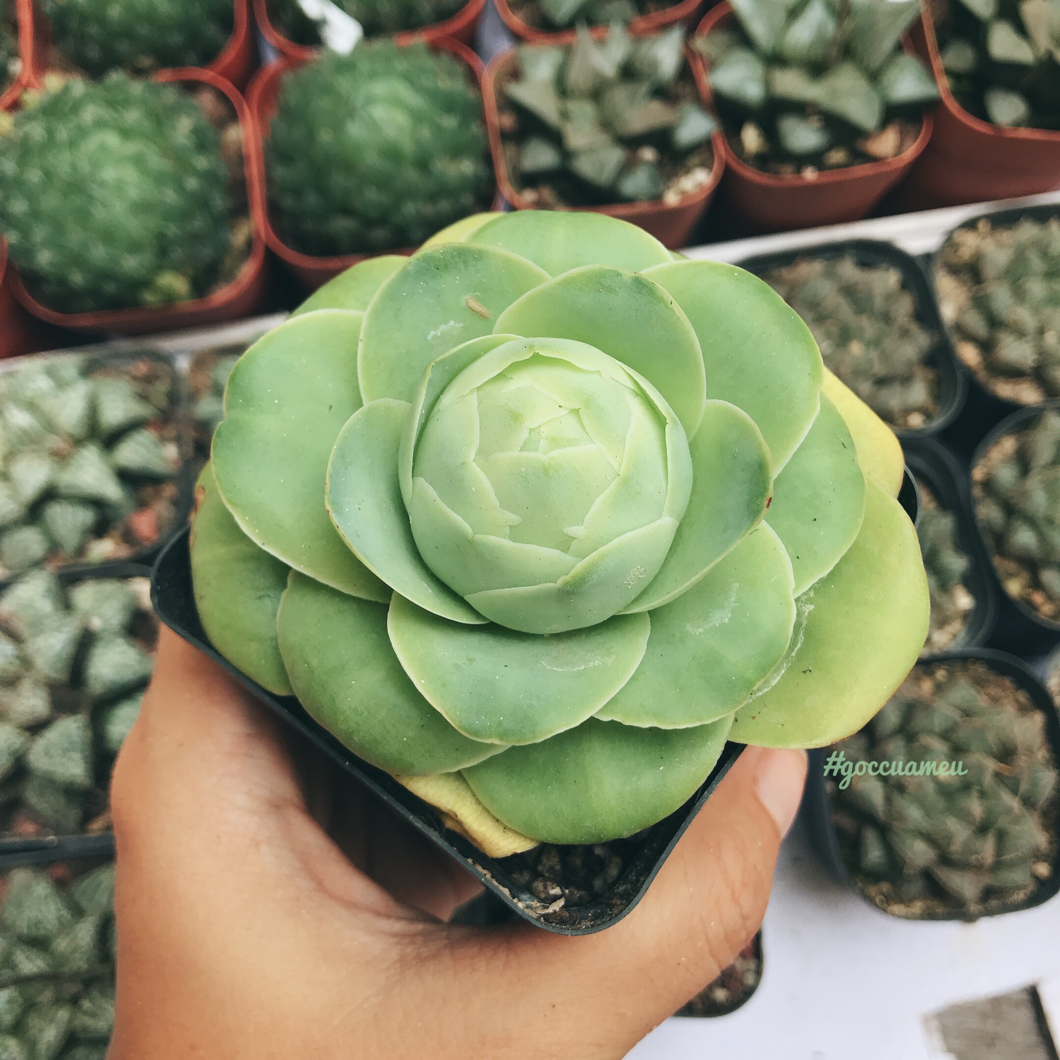 Sen đá Greenovia bông hồng Pháp