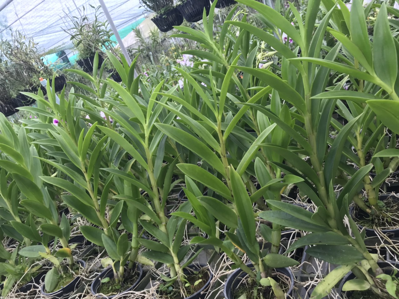 Hoa lan nắng thỏ hồng