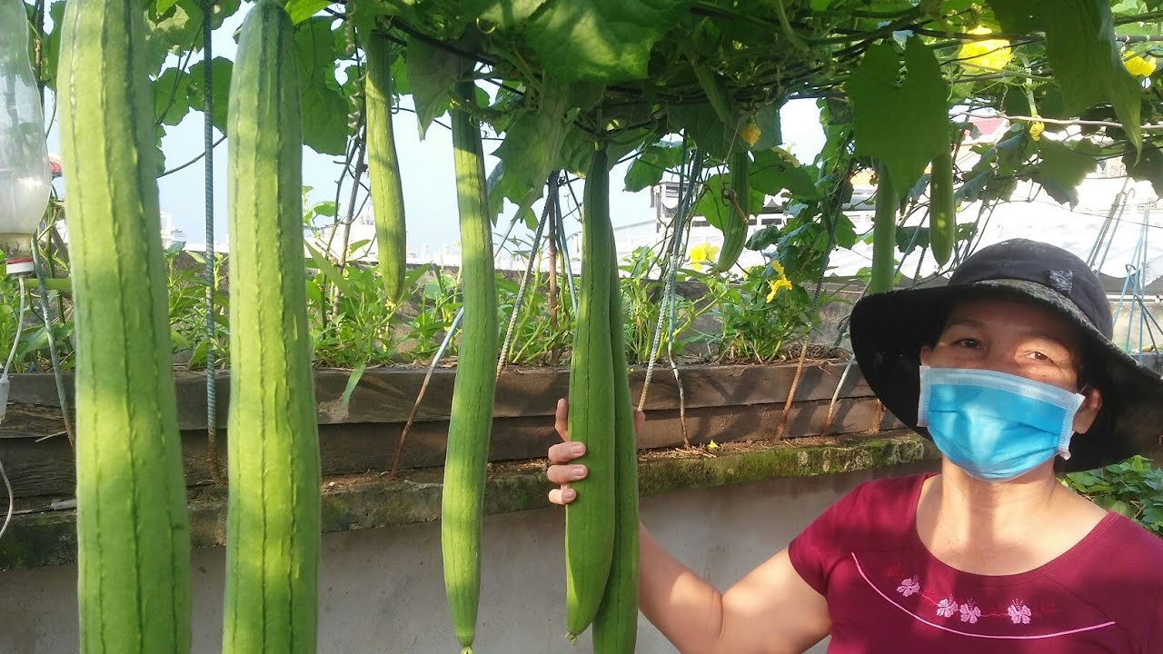 10 Hạt giống mướp hương Trái dài F1 SV29 sinh trưởng mạnh