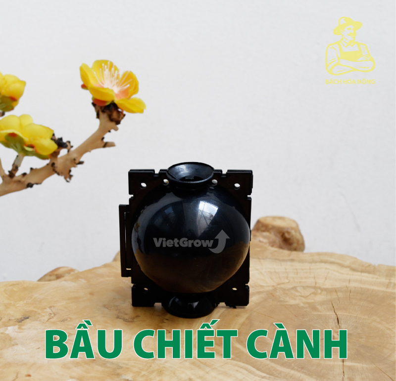[HCM]Combo 3 Bầu chiết cành Croco - Size S (5cm), Màu Đen