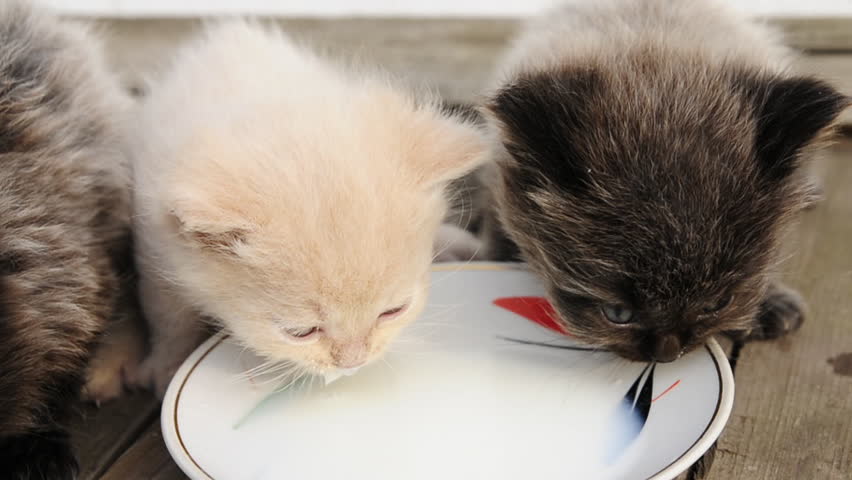 Sữa Bio Milk cho thú cưng