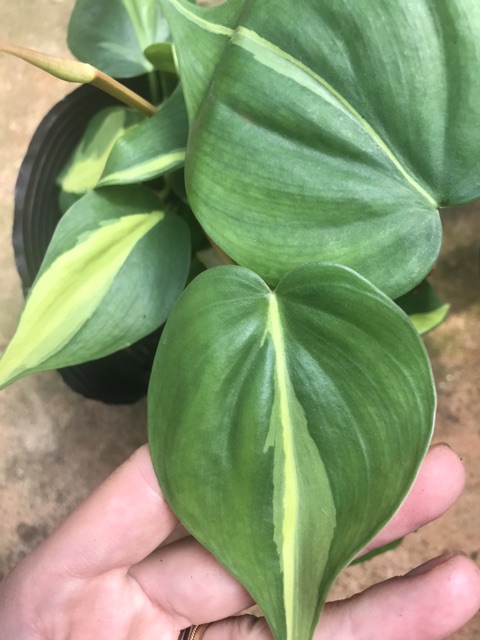 Trầu bà Brazil