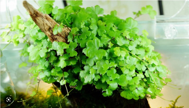 CÂY RAU MÁ HƯƠNG THỦY SINH