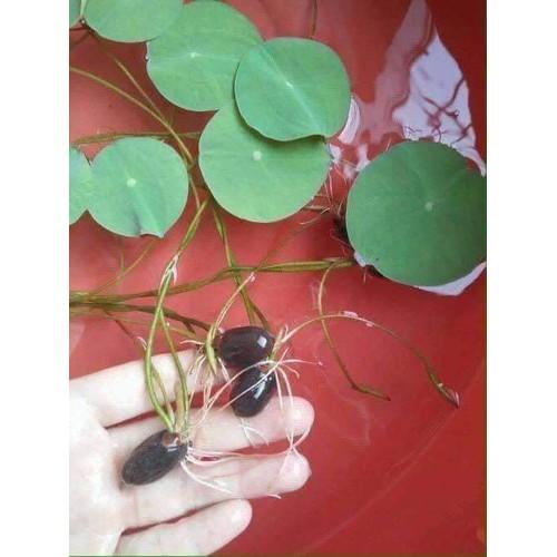 Hạt Giống Hoa Sen Mini Nhiều Màu- Gói 5 Hạt