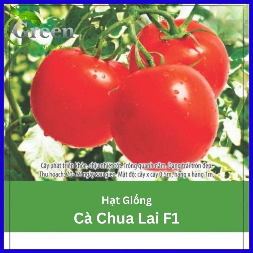 Hạt Giống Cà Chua Lai F1 Thái Lan Sai Trái
