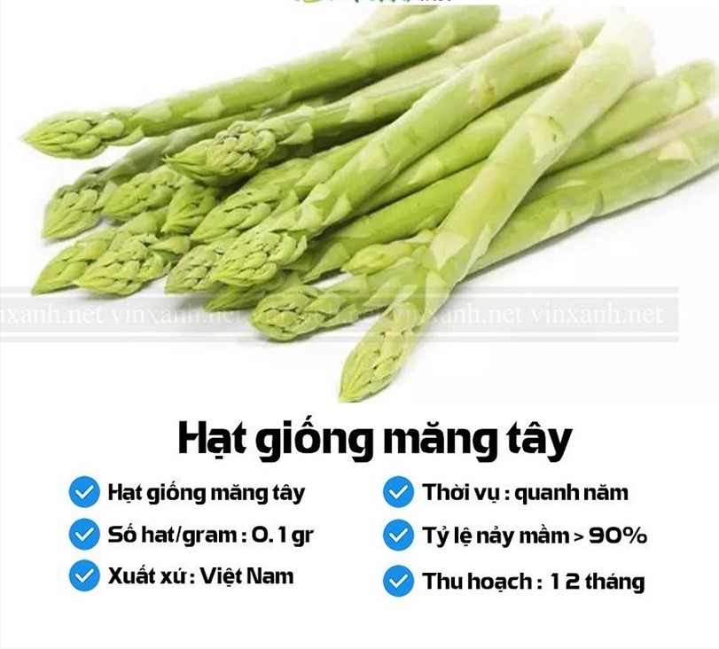 Hạt giống măng tây HN gói 0.1gr