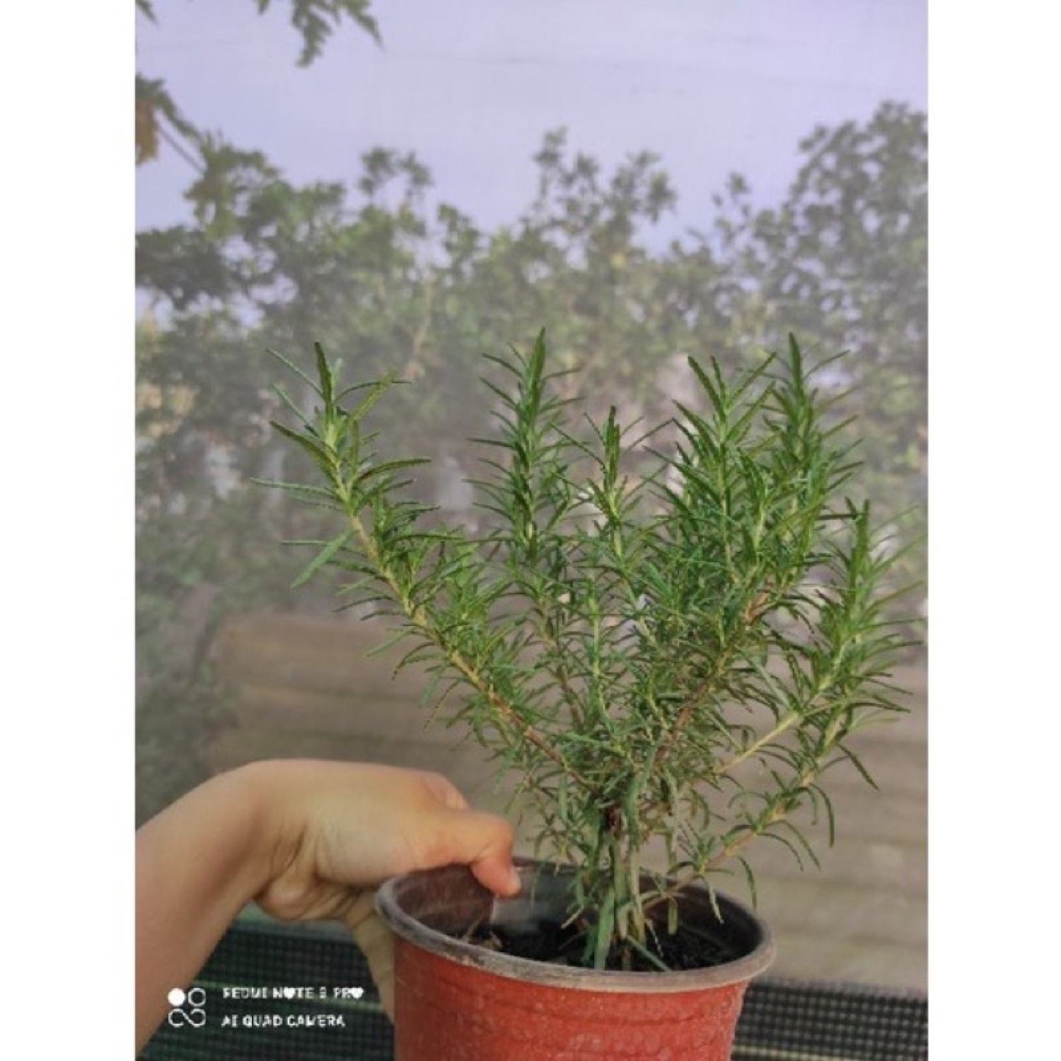 cây hương thảo (rosemary)