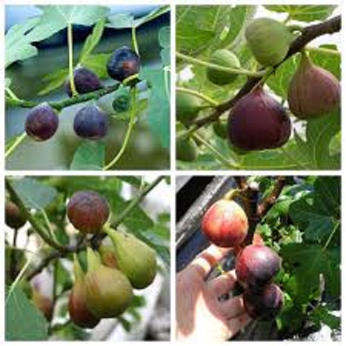 Com BO 2 Cây sung Mỹ Camy-Cây sung Mỹ - Cây ăn quả độc đáo có nhiều giá trị dinh dưỡng