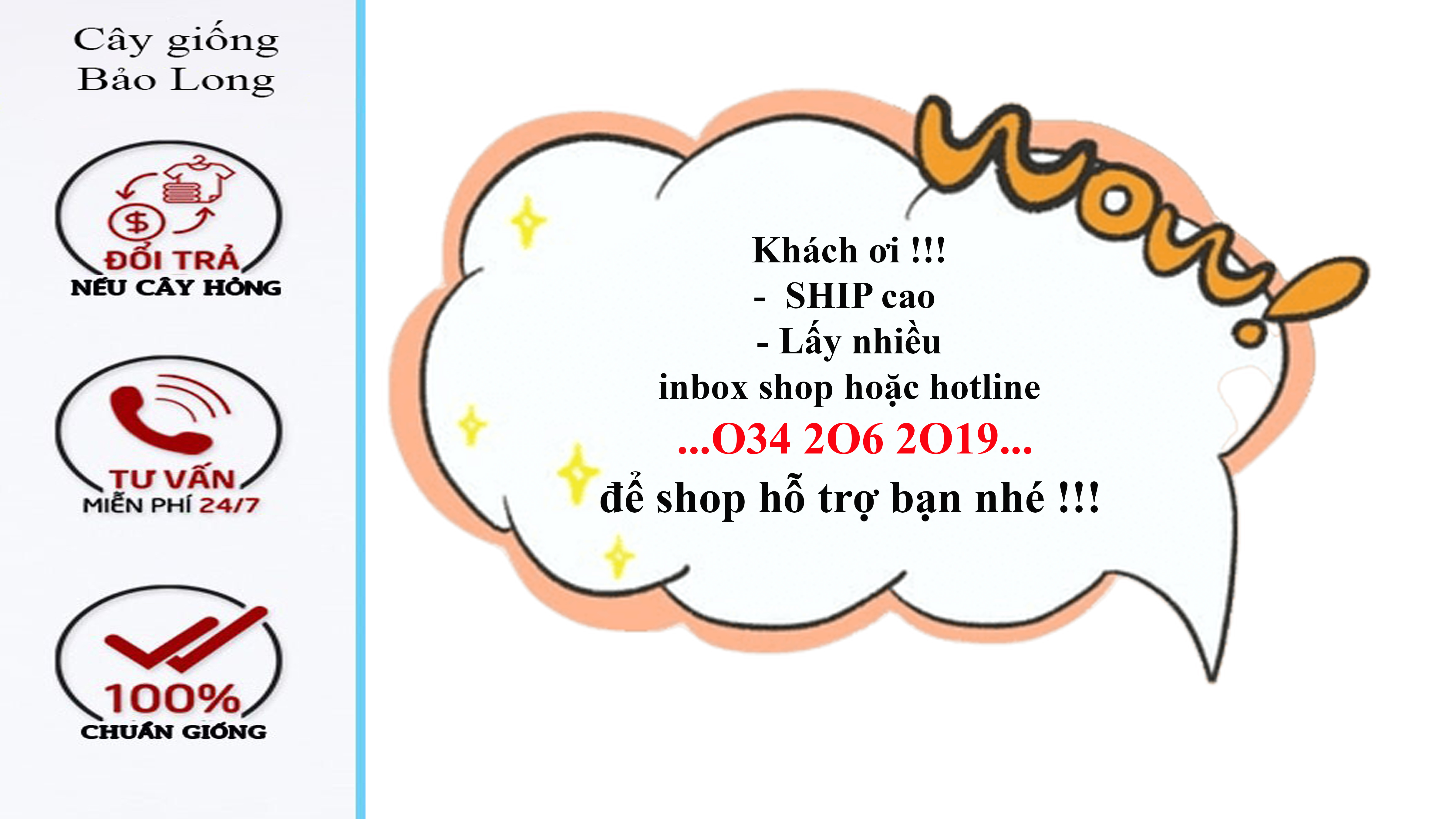 cây mai xanh thái ( cây to có sẵn hoa)