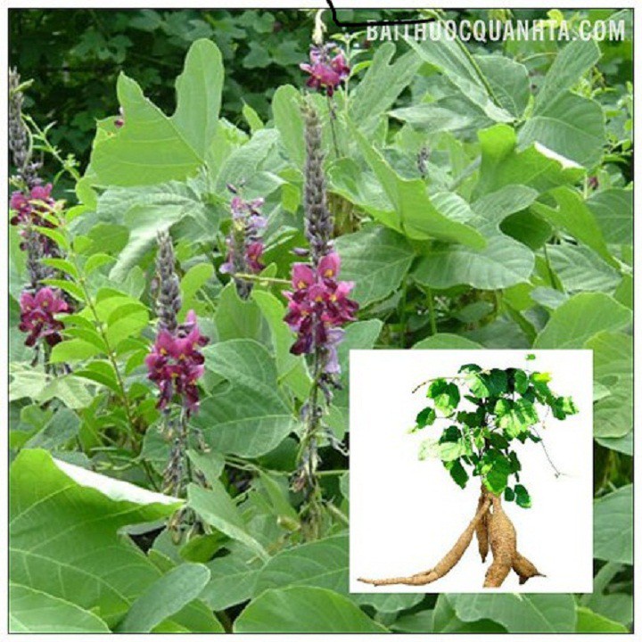 BẦU SẮN DÂY GIỐNG
