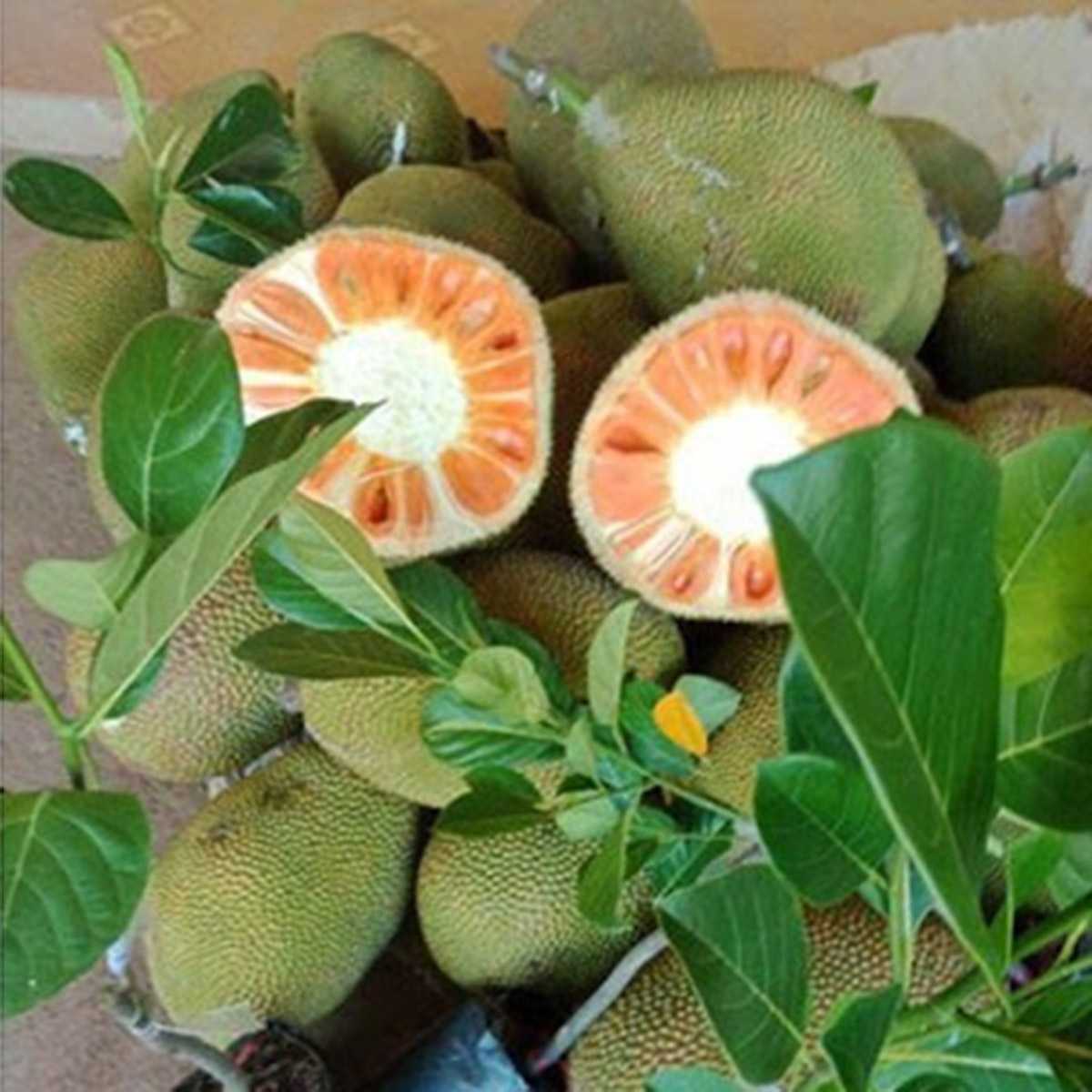 Cây Giống Mít Ruột Đỏ Sơ Vàng Indonesia