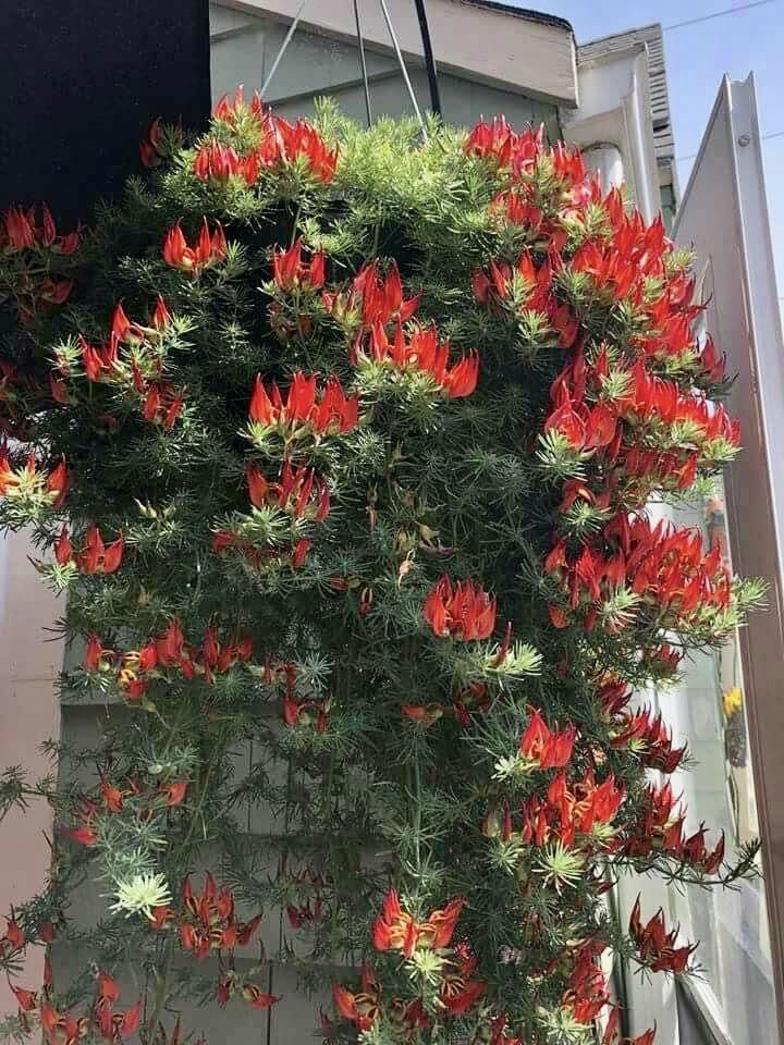 Cây phượng hoàng lửa (ảnh thật số 4)
