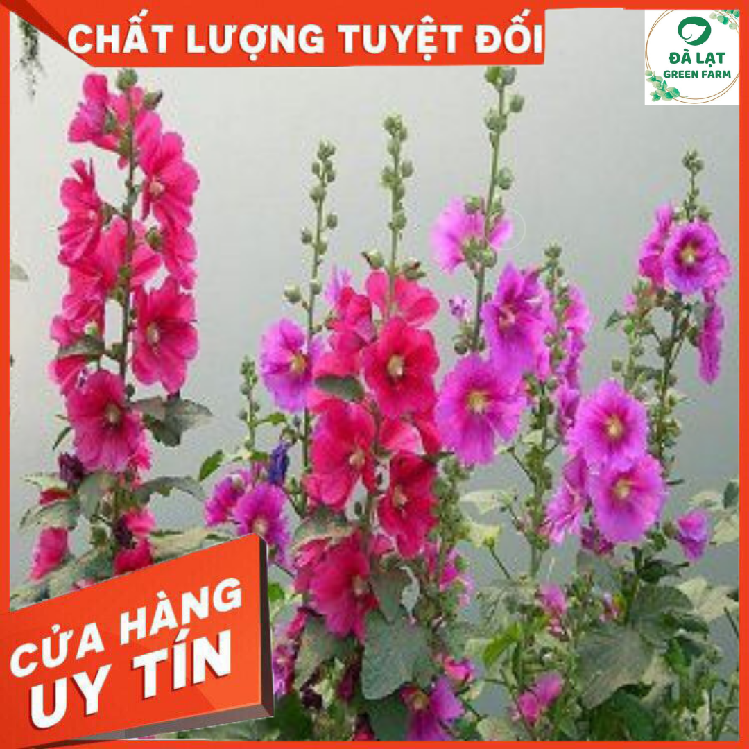 🍀40H_HẠT GIỐNG HOA MÃN ĐÌNH HỒNG(DỄ TRỒNG)🍀
