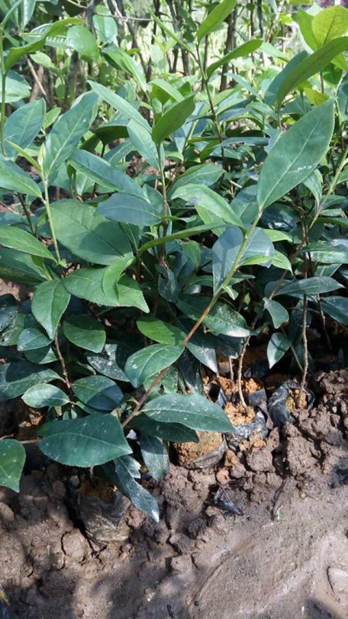 Cây CHÈ xanh ( cây trà xanh ) giống