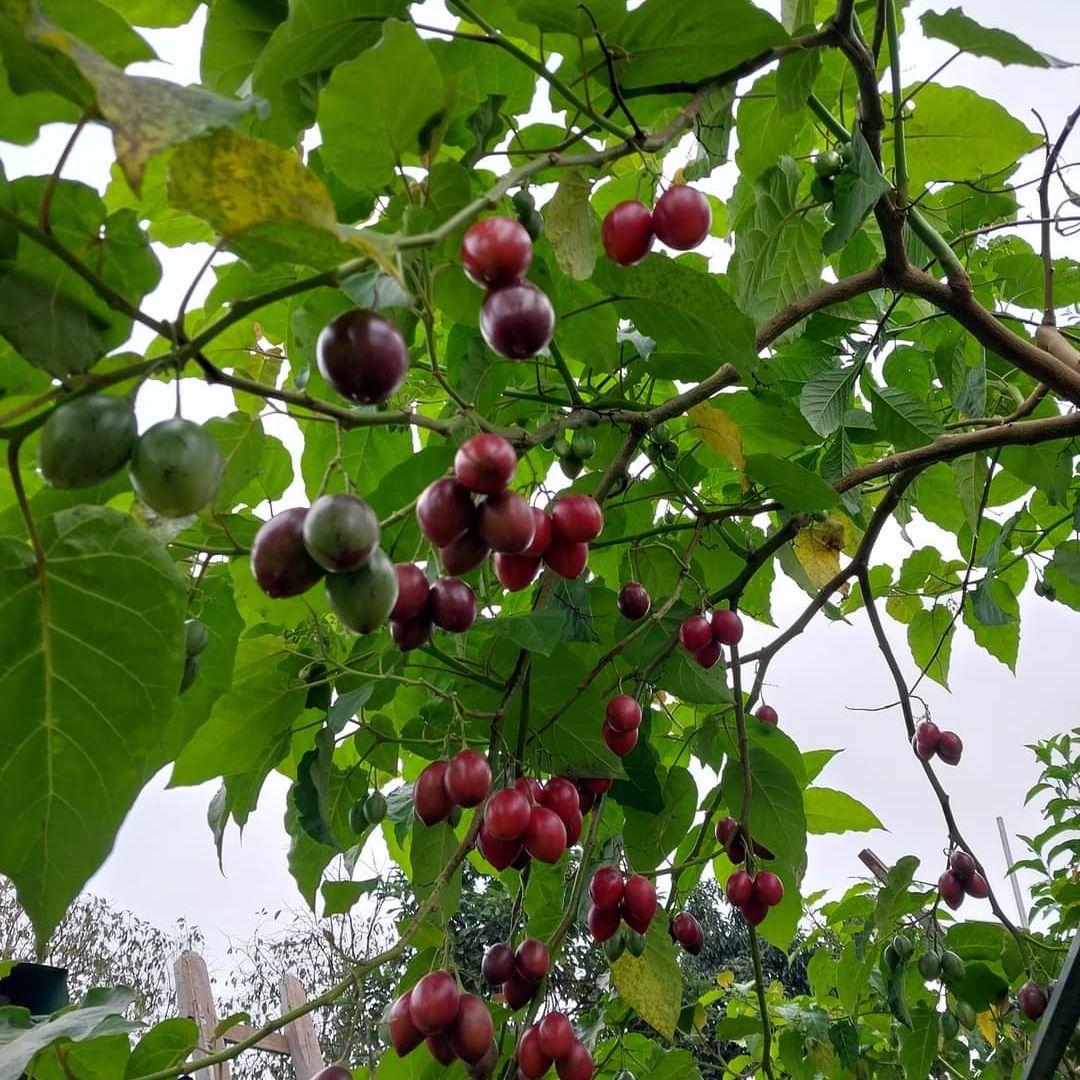 10h Hạt Giống Cà Chua Thân Gỗ Tamarillo Đỏ